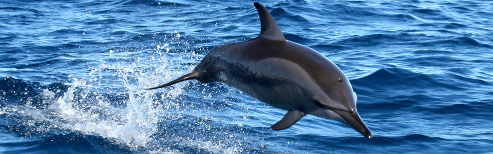 Delfino frontale fuori acqua